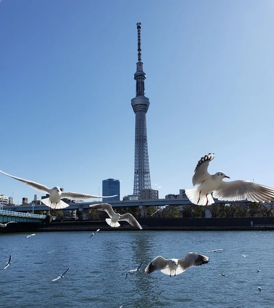 は～るよ来い