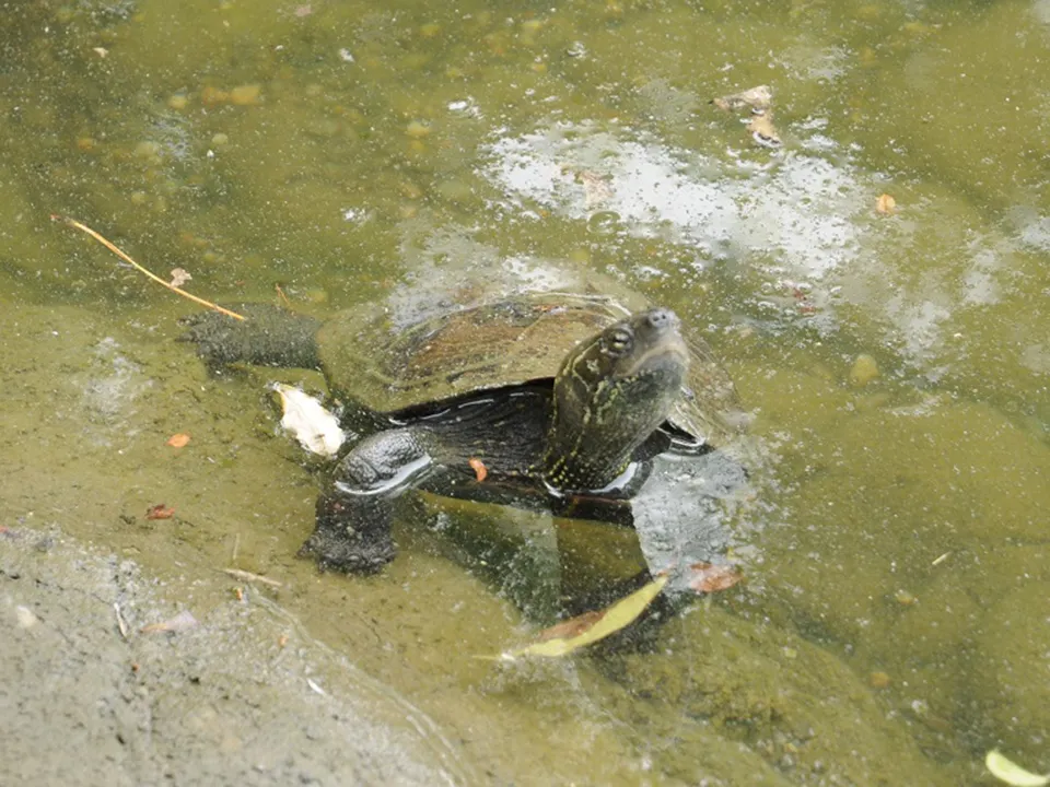 浴衣デビュー