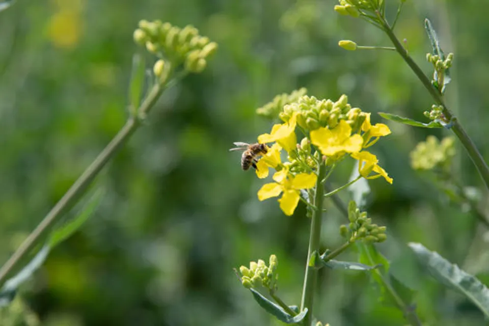 美しい日本の心