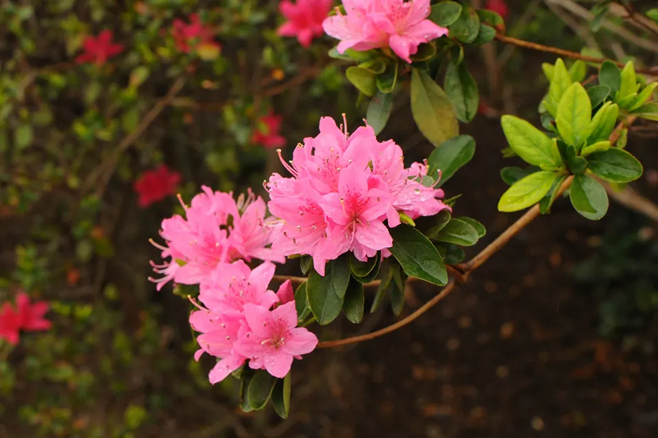 美しい日本の心