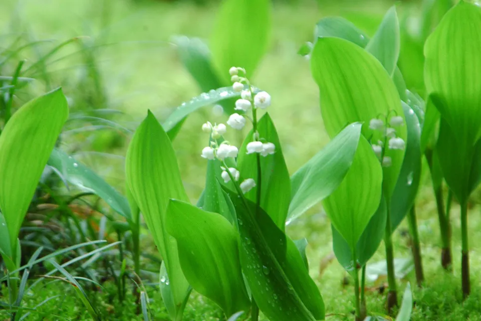 美しい日本の心